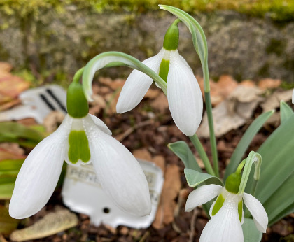 Galanthus 'Penelope Ann'